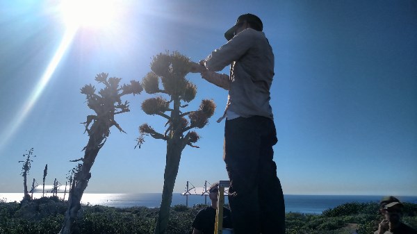 Shaw Agave